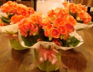 春のお祝いはお花で♪｜「花ばたけのざわ　野沢生花店」　（愛知県岡崎市の花キューピット加盟店 花屋）のブログ