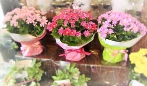 お祝いにお花を贈ろう☆あなたに代わってお届けもできます♪｜「花ばたけのざわ　野沢生花店」　（愛知県岡崎市の花キューピット加盟店 花屋）のブログ