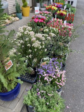 4月20日、21日は周年祭特別セール|「花ばたけのざわ　野沢生花店」　（愛知県岡崎市の花屋）のブログ